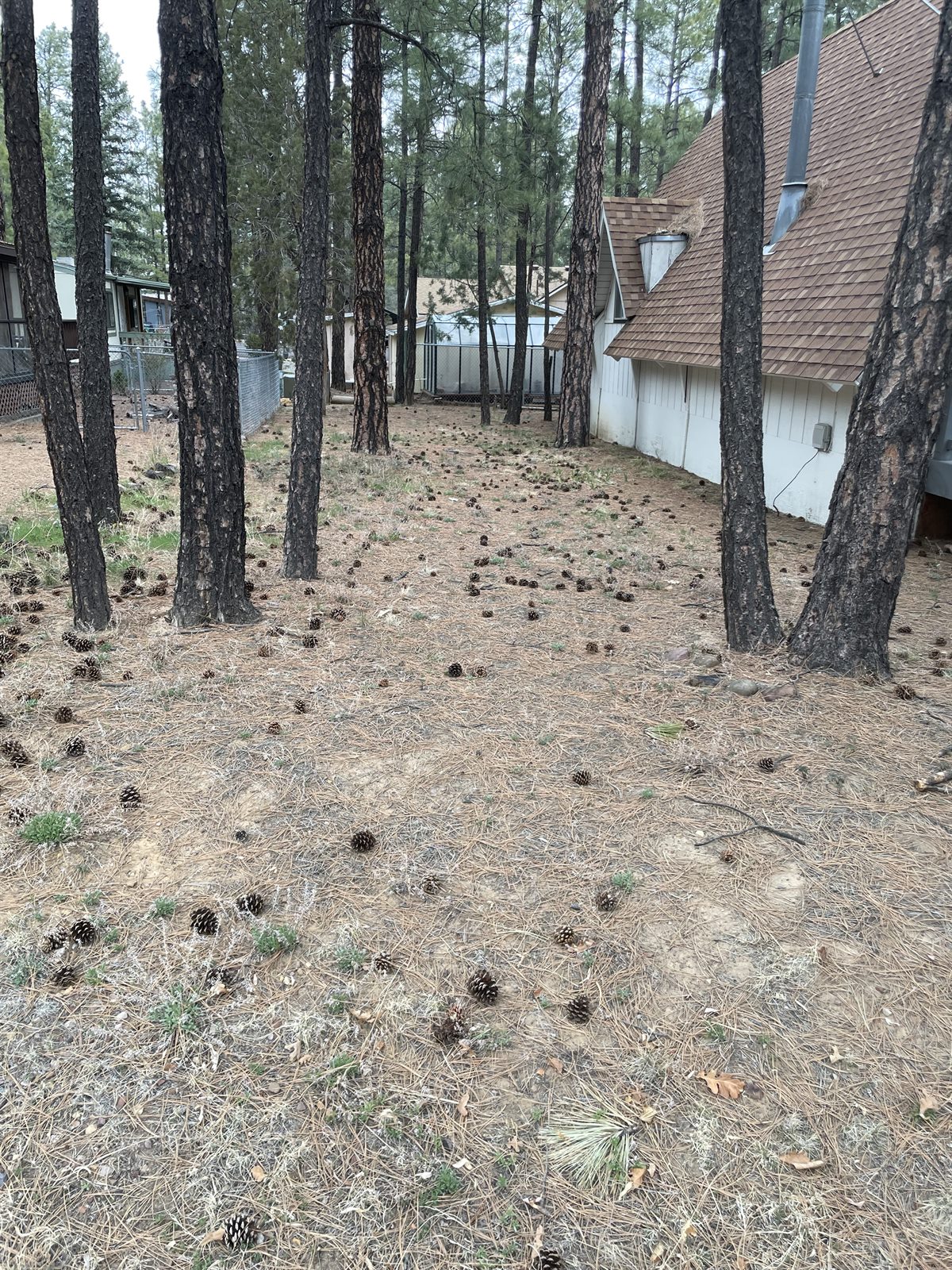 Pine-needle covered yard before cleanup