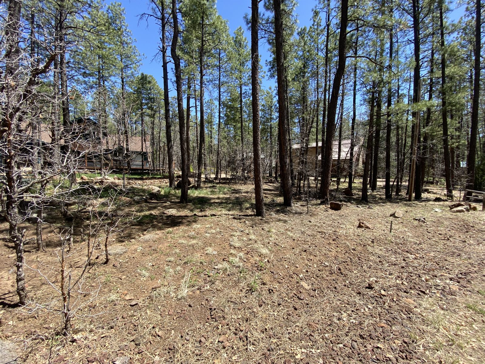 Cleared ground around tall pine trees and scattered rocks between woodland homes
